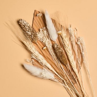 Peach Bellini Spear Palm