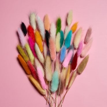 Whimsical Bunny Tail Grass - Pack of 20